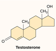Lipids: [STEROIDS] are lipids that consist of [MULTIPLE] ring structures – Testosterone (male sex hormone).