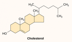 Lipids: Steroids are lipids that consist of multiple [RING STRUCTURES] – [CHOLESTEROL].