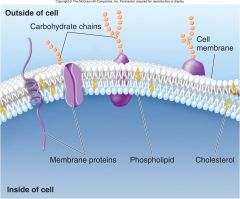 Lipids: The phosphate group gives the phospholipid molecule an overall shape of a [POLAR] head with 2 [NONPOLAR] tails. Group together to form a lipid bilayer.