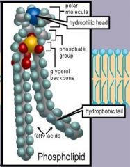 Lipids: The phosphate group gives the phospholipid molecule an overall shape of a _____ head with 2 ________ tails. Group together to form a lipid bilayer.