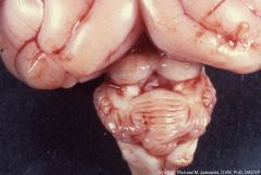 Cerebellar Hypoplasia due to the pantropic effects of Parvovirus in fetuses and neonates