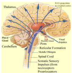 RAS stands for reticular activating system. What is its major function?