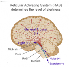 RAS determines level of alertness (awake and attentive vs. zoning out and sleeping)

When fully engaged, the RAS makes you fully aware to your surroundings