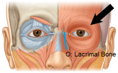 *Closes eyes 


Origin: lacrimal bone 
Insertion: dermis of eyelids