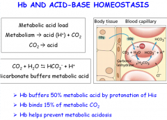 The body has a buffer system (with weak acids) to prevent changes in pH. Hb absorbs 50% of aerobically produced protons on the histidine residues 15% of metabolic CO2 binds to the N-termini of globin chains, so it cannot react with water to form H...