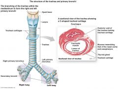 What maintains the patency (openness) of the Trachea?