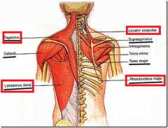 1. Trapezius- Function depends on which area of trapezius is innervated=> Top = scapula elevation=> Middle = scapula retraction=> Bottom = scapula depression2. Latissimus Dorsi- Arm extensor3. Rhomboid Major/Minor- Scapula retraction4. Levator Sca...