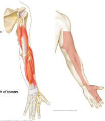 1. C5 - T1
2. Innervates muscle of the posterior arm and forearm
3. Innervates skin of the posterior arm and forearm + part of dorsal hand
4. Runs between lateral and medial triceps => exposed to injury there
