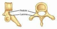 Made from pedicles + lamina=> forms the vertebral foramen/canal allowing protected passage of spinal cord
