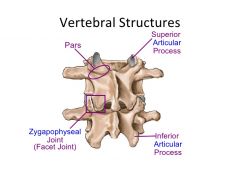 Superior articular processes + Inferior articular process = Zygophasageal / Facet Joint
=> Allows movement between joints