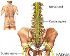 The cauda equina is a horsetail shaped collection of spinal nerve roots which extend to the lower body. It starts where the spinal cord ends - roughly L1 / L2.