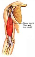 - Arm flexor (prime mover)
- Long head origin = coracoid process
- Short head origin = acromion process
- Insertion inradial tuberosity and bicipital aponeurosis on ulnar