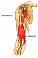 - Arm flexor (synergist of biceps)
- Located deep to biceps brachii