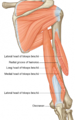 Triceps Brachii- 3 Heads- Extensor of arm- Long head origin = scapula- Medial and lateral head origin = humerus- Insertion on olecranon process