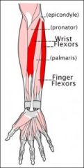 Wrist and finger flexors