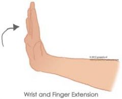 Wrist and finger extensors