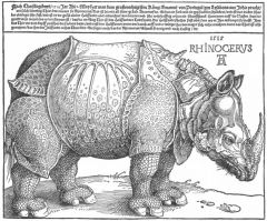 Artist:	Albrecht Dürer
Year:	1515
Medium:	Woodcut

After the fall of the Roman Empire, Asian animals previously imported for circuses and gladitorial events became scarce or non-existent in Western Europe.

In 1515 A.D., King Manuel of Portugal rece