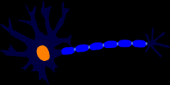 How many axons can be seen on a multipolar neuron?