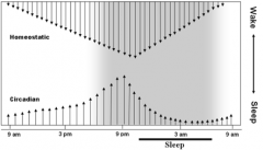 In jet lag, the homeostatic factor stays the same (your body), but by changing time zones you are changing what time you wake up and go to bed. This affects the circadian cycle
