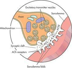 Acetylcholine is removed from the synaptic cleft by