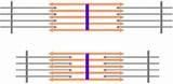 Which of the following is NOT associated with the I band of a sarcomere?-Actin-Myosin-is bisected by the Z line-is the light band of the sarcomere
