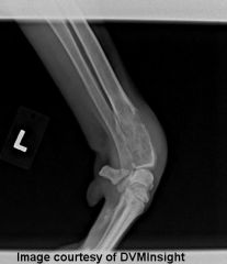 A 9-year old male neutered German Shepherd is diagnosed with an osteosarcoma at the distal radius. The owner has chosen palliative care and wants to keep him comfortable as long as possible. He is already on carprofen (Rimadyl) for pain. What othe...