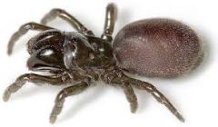 myglomorph, purseweb spiders/atypical tarantulas