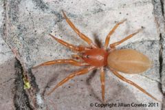 ecribillate haplogynes, bright, lungless spiders, most have only two eyes