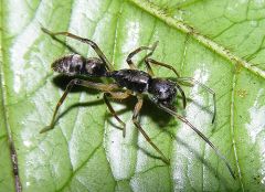 ant mimic spiders