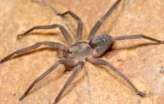 wandering spiders, aggressive and many are dangerous to humans, distinctive longitudinal groove on carapace