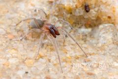 intertidal spider