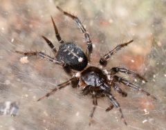 myglamorphs, funnelweb spiders