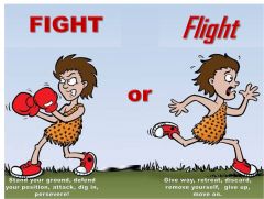 The “fight or flight” component of the nervous system is associated with all but which of the following?
