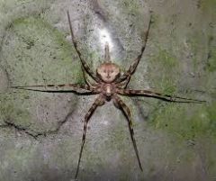 tree trunk spiders, long spinnerets