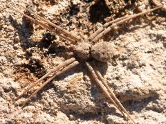 dusty desert spiders, very well camoflauged, can attatch dirt/sand to themselves, partially bury themselves