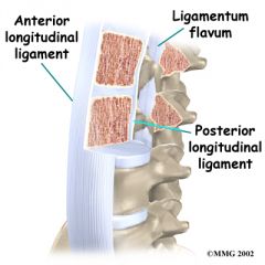 Between laminae of vertebrae