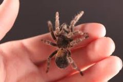 dwarf funnelweb tarantulas