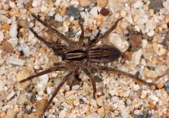prowling/long-legged sac spiders