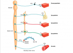 Smooth muscle is stimulated by which motor division of the nervous system?