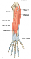1. Extensor Carpi Radialis Longus (ECRL)
2. Extensor Carpi Radialis Brevis (ECRB)
3. Extensor Carpi Ulnaris (ECU)
4. Extensor Digitorum Communis (EDC)
5. Extensor Digiti Minimi (EDM)
6. Brachioradialis (arm flexor at elbow)


