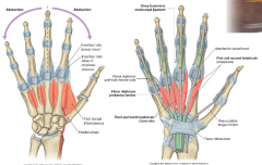 1. Thenar Muscles
- Base of thumb movement
2. Hypothenar Muscles
- Base of little finger movement
3. Lumbricals
- Palm of hand movement 
4. Interossei
- Back of hand movement