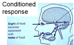 Site, smell
      or listening to food being cook can cause you to salivate 

Not direct
      nerve endings in the mouth