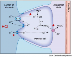 Begins
     with H+
     from water inside parietal cell pumped into stomach lumen by H+-K+-ATPase in exchange for K+ into cell 

Cl- then follows H+ through open chloride
     channels, resulting in net secretion of HCl by cell