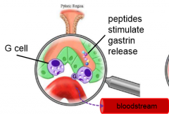 Found deep in gastric glands

Secrete the hormone, gastrin, into the blood