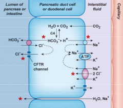 Produced
     from CO2
     and water, secreted by apical Cl--HCO3- exchanger 

Chloride
     enters cell on basolateral NKCC cotransporter and leaves via apical CFTR
     channel

Luminal Cl- then re-enters the cell in
     exchange for HCO3- en...
