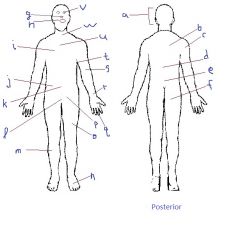 The body region indicated by letter P is...