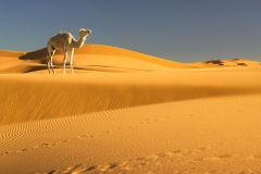 El desierto es una gran zona terrestre árida y con temperaturas extremas donde las lluvias son muy escasas