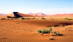 El desierto se puede definir como cualquier entorno casi completamente libre de plantas.