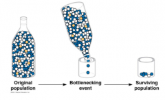 One type of genetic drift is the bottleneck effect. A population
experiences a bottleneck when there are small population numbers for
one or more generations.                