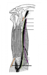 Proximal: Long Head-Supraglenoid tubercle of the scapula
Short head-Coracoid process
Distal: Radial Tuberosity